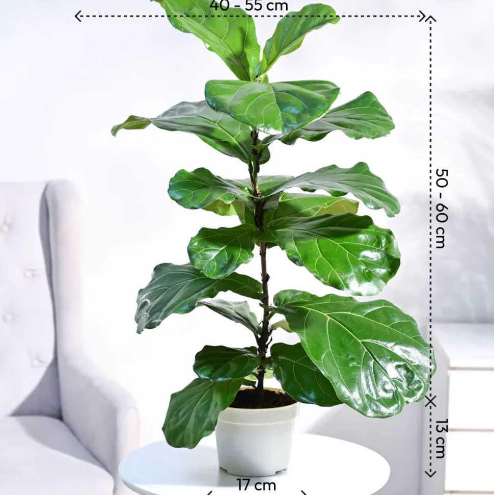 Fiddle Leaf Fig Plant