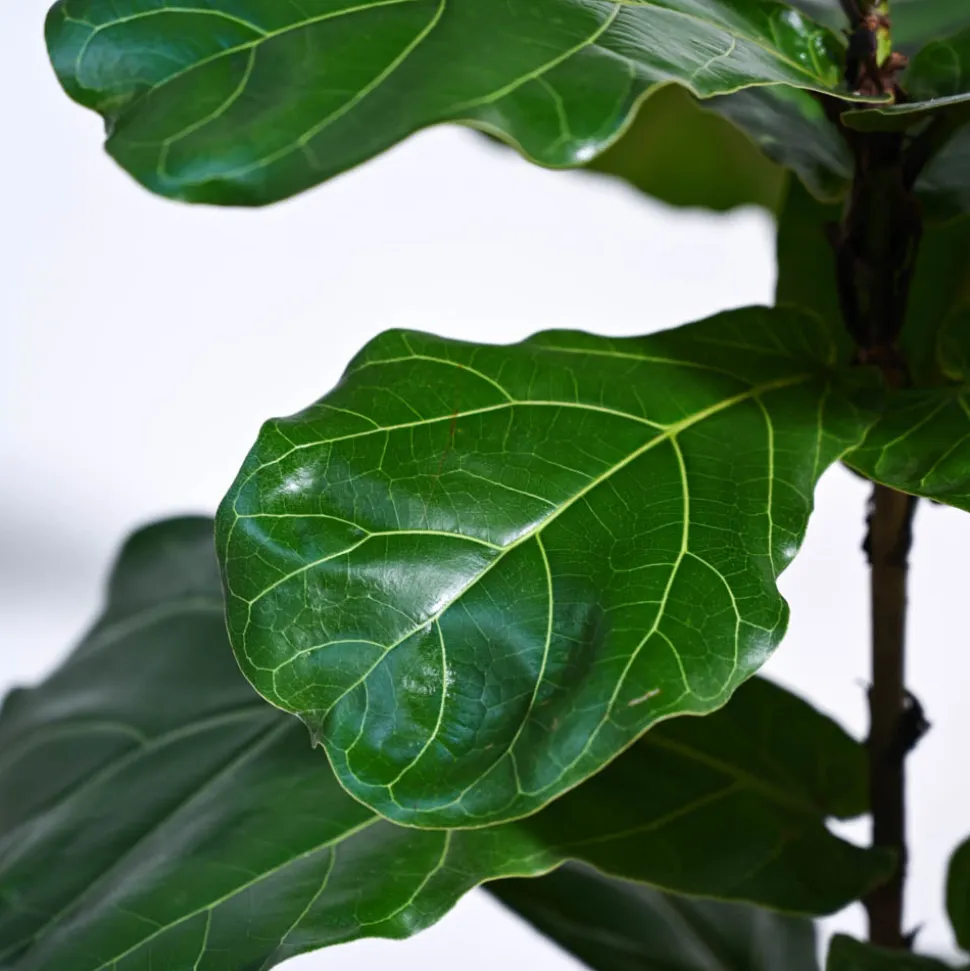 Fiddle Leaf Fig Plant