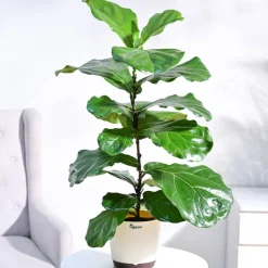 Fiddle Leaf Fig Plant