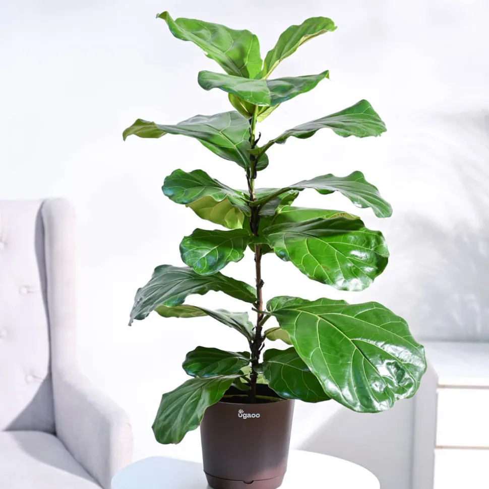 Fiddle Leaf Fig Plant