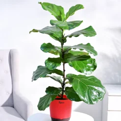 Fiddle Leaf Fig Plant