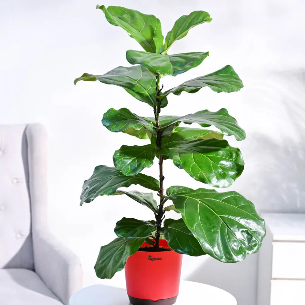 Fiddle Leaf Fig Plant