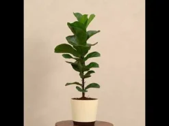 Fiddle Leaf Fig Plant