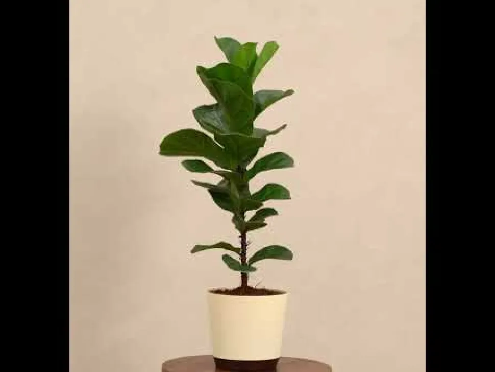Fiddle Leaf Fig Plant