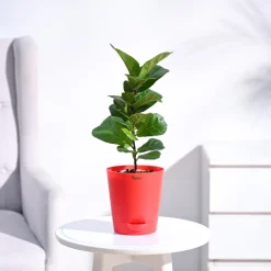 Fiddle Leaf Fig Plant - Bambino