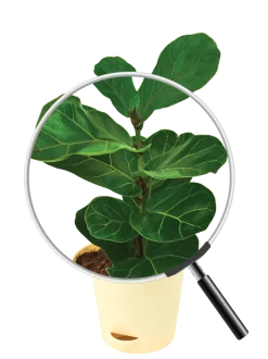 Fiddle Leaf Fig Plant - Bambino