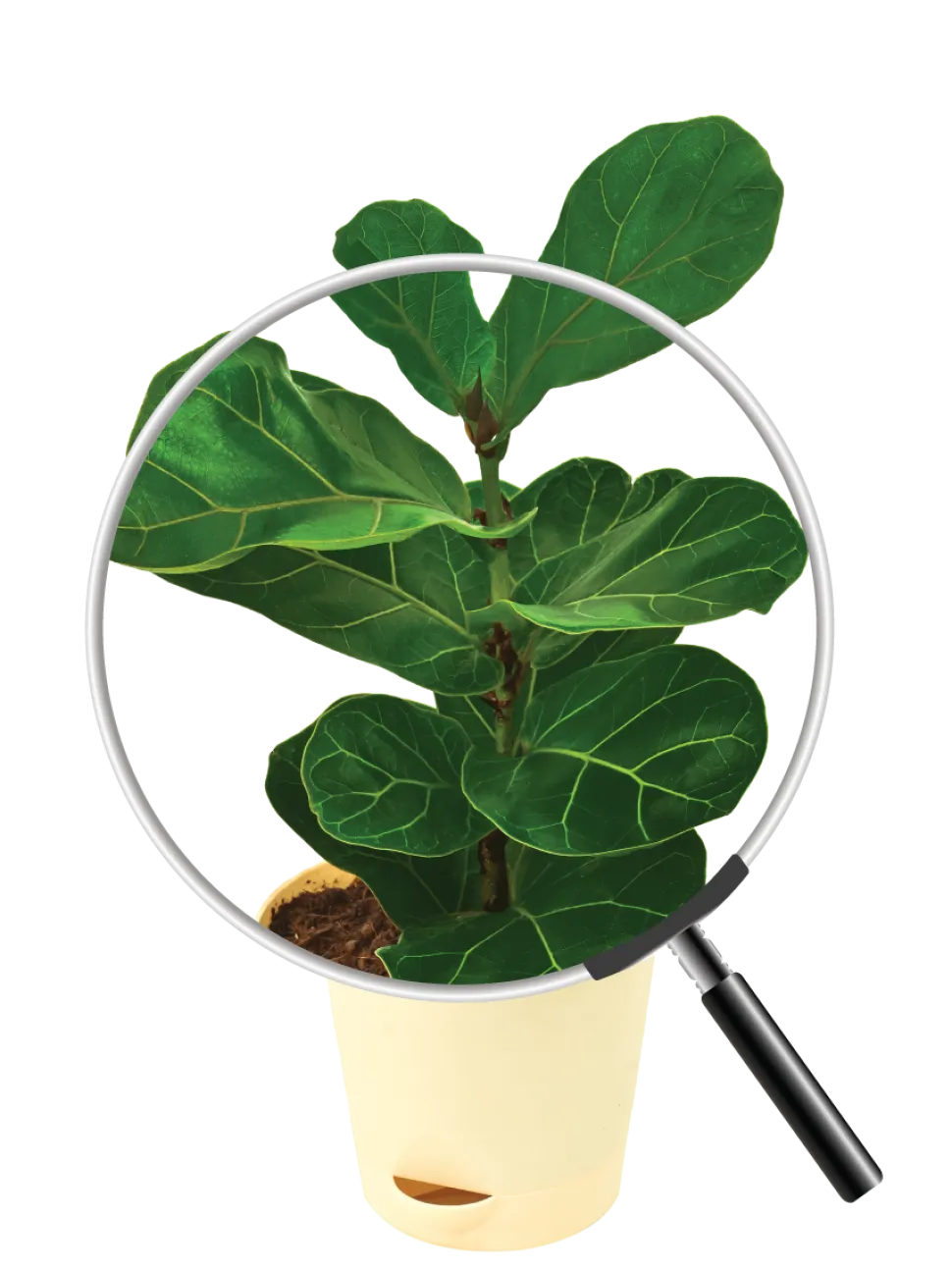 Fiddle Leaf Fig Plant - Bambino