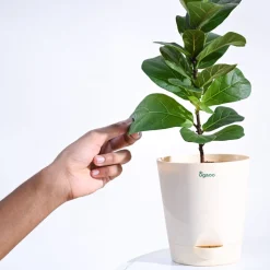 Fiddle Leaf Fig Plant - Bambino