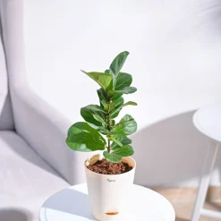 Fiddle Leaf Fig Plant - Bambino