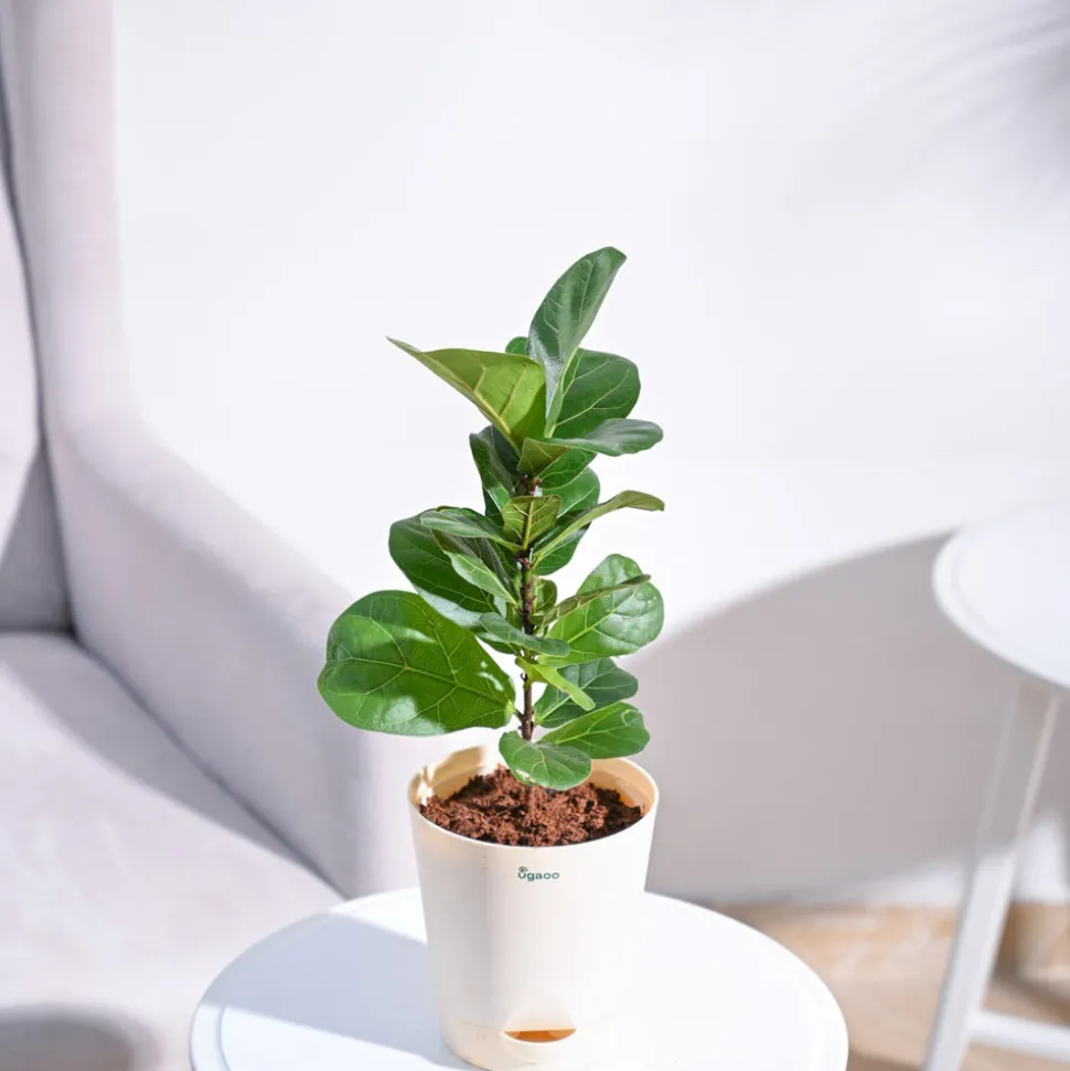 Fiddle Leaf Fig Plant - Bambino