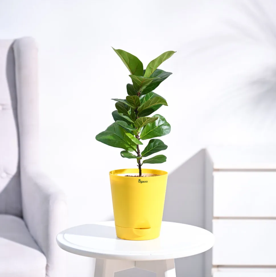 Fiddle Leaf Fig Plant - Bambino