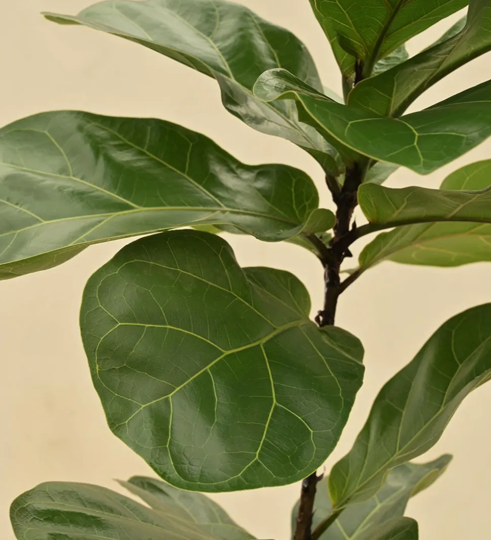 Fiddle Leaf Fig Plant - Bambino