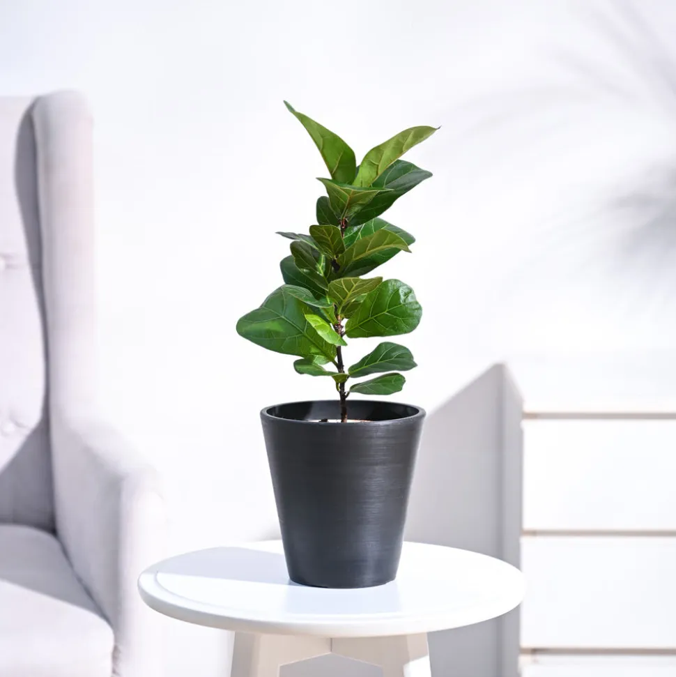 Fiddle Leaf Fig Plant - Bambino