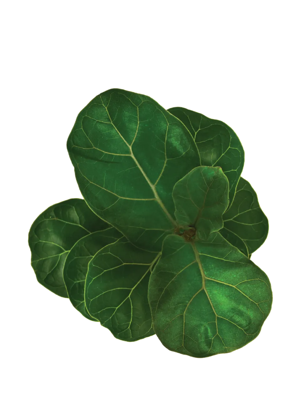 Fiddle Leaf Fig Plant - Bambino