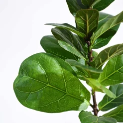 Fiddle Leaf Fig Plant - Bambino
