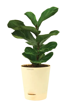Fiddle Leaf Fig Plant - Bambino