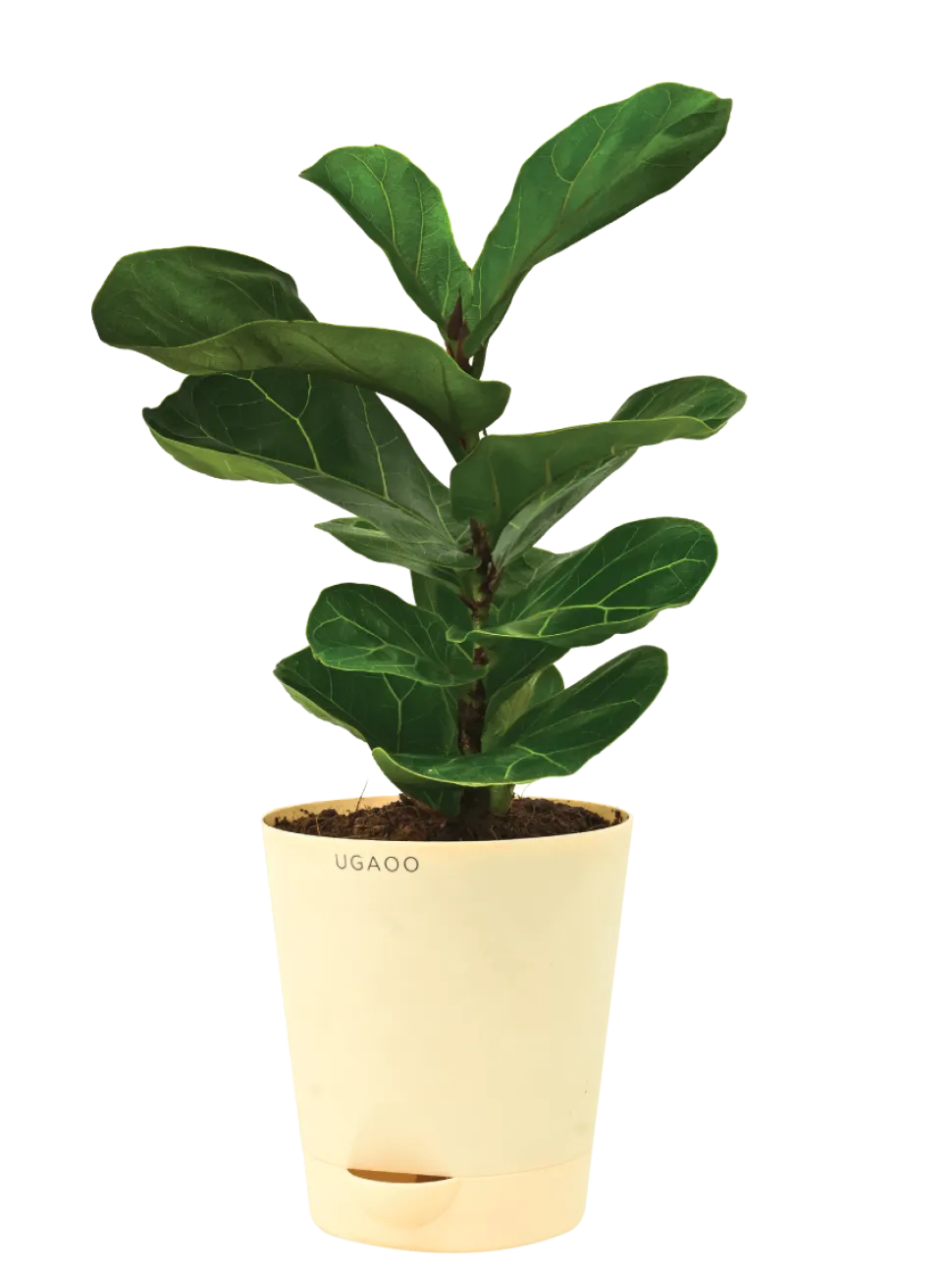 Fiddle Leaf Fig Plant - Bambino
