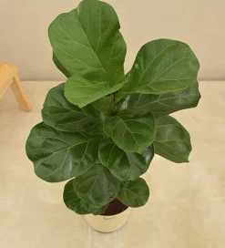 Fiddle Leaf Fig Plant - Bambino