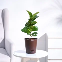 Fiddle Leaf Fig Plant - Bambino
