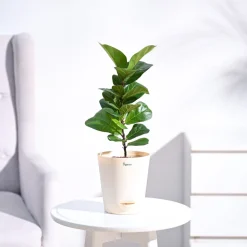 Fiddle Leaf Fig Plant - Bambino