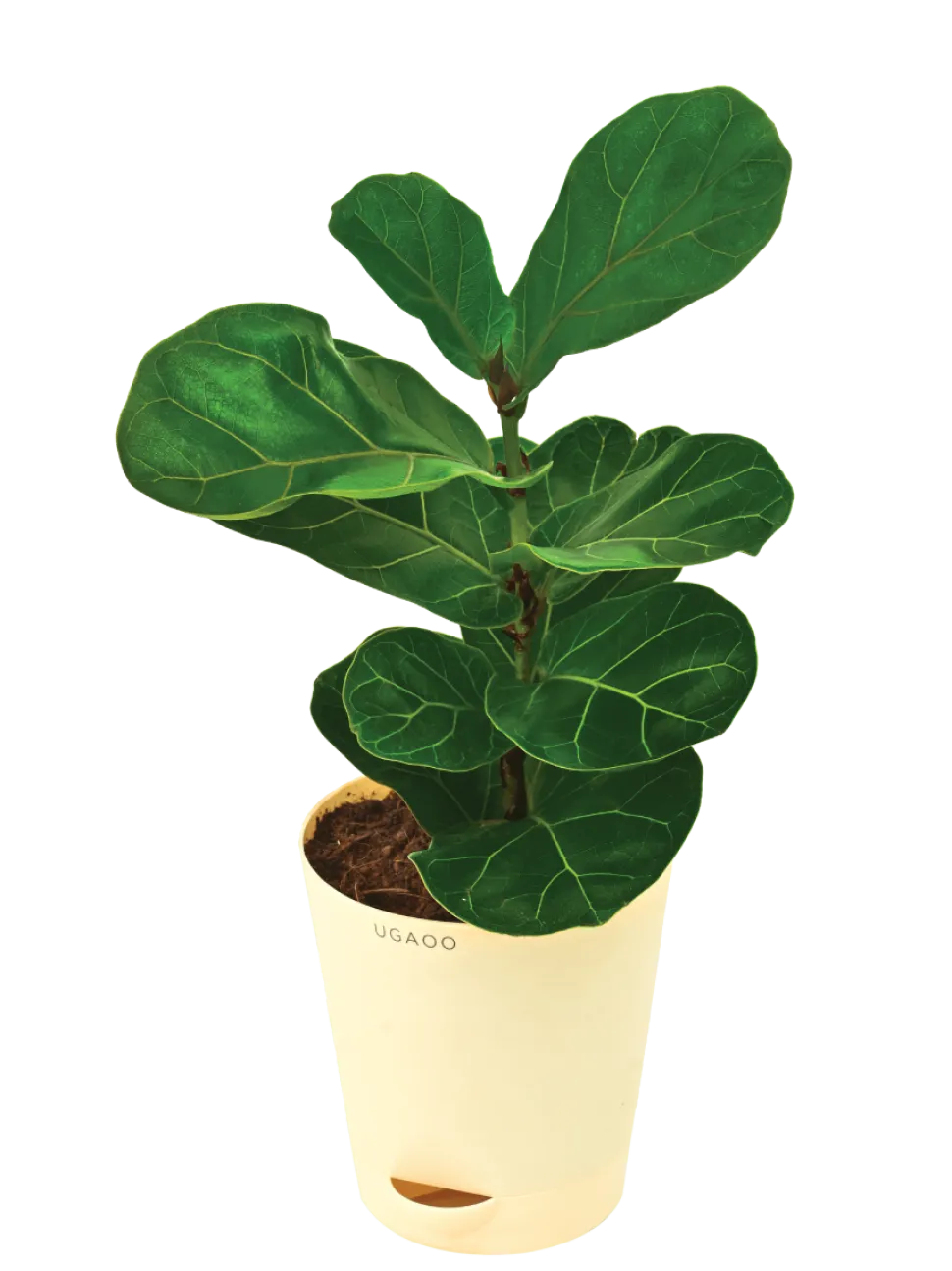 Fiddle Leaf Fig Plant - Bambino