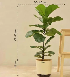 Fiddle Leaf Fig Plant - Bambino