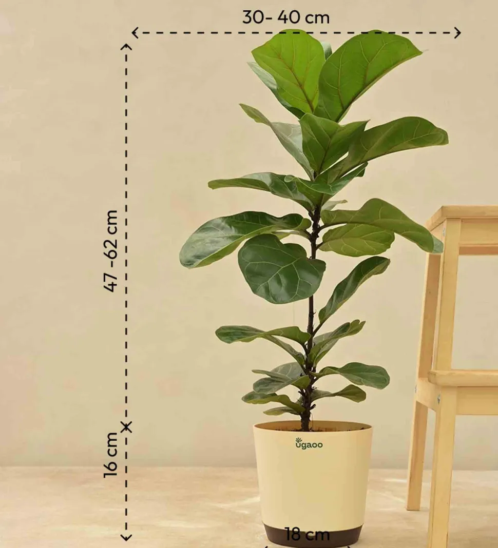 Fiddle Leaf Fig Plant - Bambino