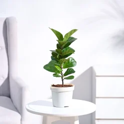 Fiddle Leaf Fig Plant - Bambino