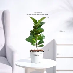 Fiddle Leaf Fig Plant - Bambino