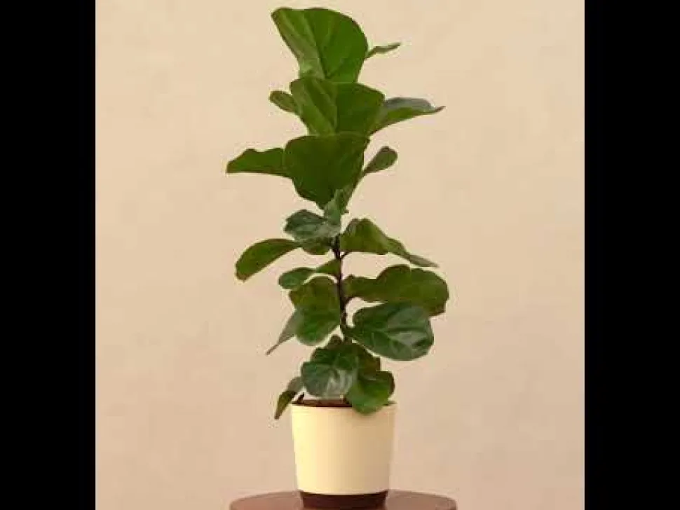 Fiddle Leaf Fig Plant - Bambino