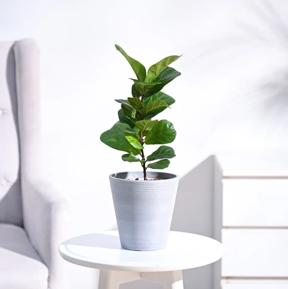 Fiddle Leaf Fig Plant - Bambino