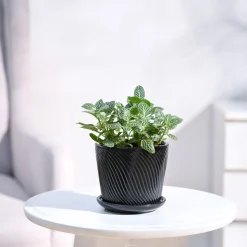 Fittonia Green Plant (Nerve Plant)
