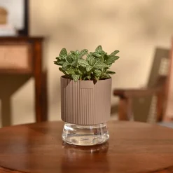 Fittonia Green Plant (Nerve Plant)