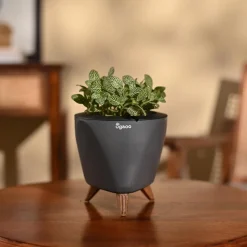 Fittonia Green Plant (Nerve Plant)