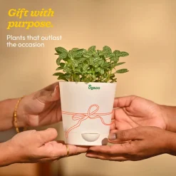 Fittonia Green Plant (Nerve Plant)