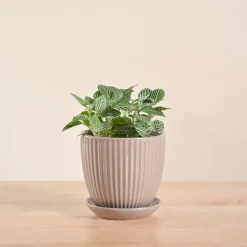 Fittonia Green Plant (Nerve Plant)