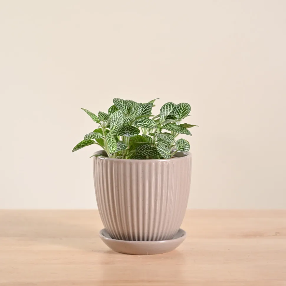 Fittonia Green Plant (Nerve Plant)