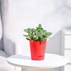 Fittonia Green Plant (Nerve Plant)