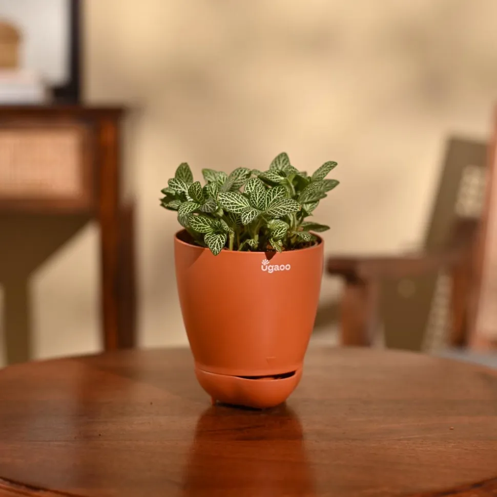 Fittonia Green Plant (Nerve Plant)