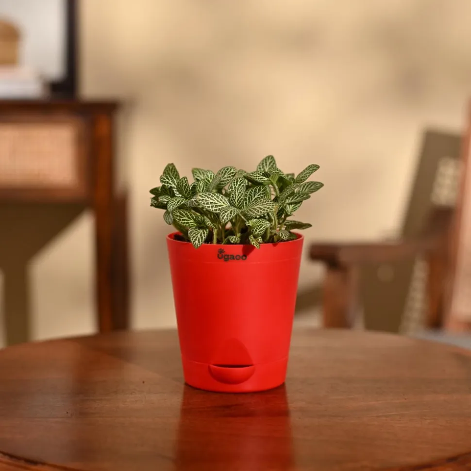 Fittonia Green Plant (Nerve Plant)