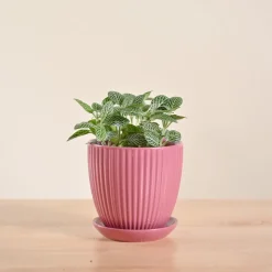 Fittonia Green Plant (Nerve Plant)