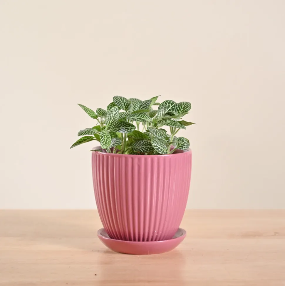 Fittonia Green Plant (Nerve Plant)