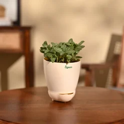 Fittonia Green Plant (Nerve Plant)