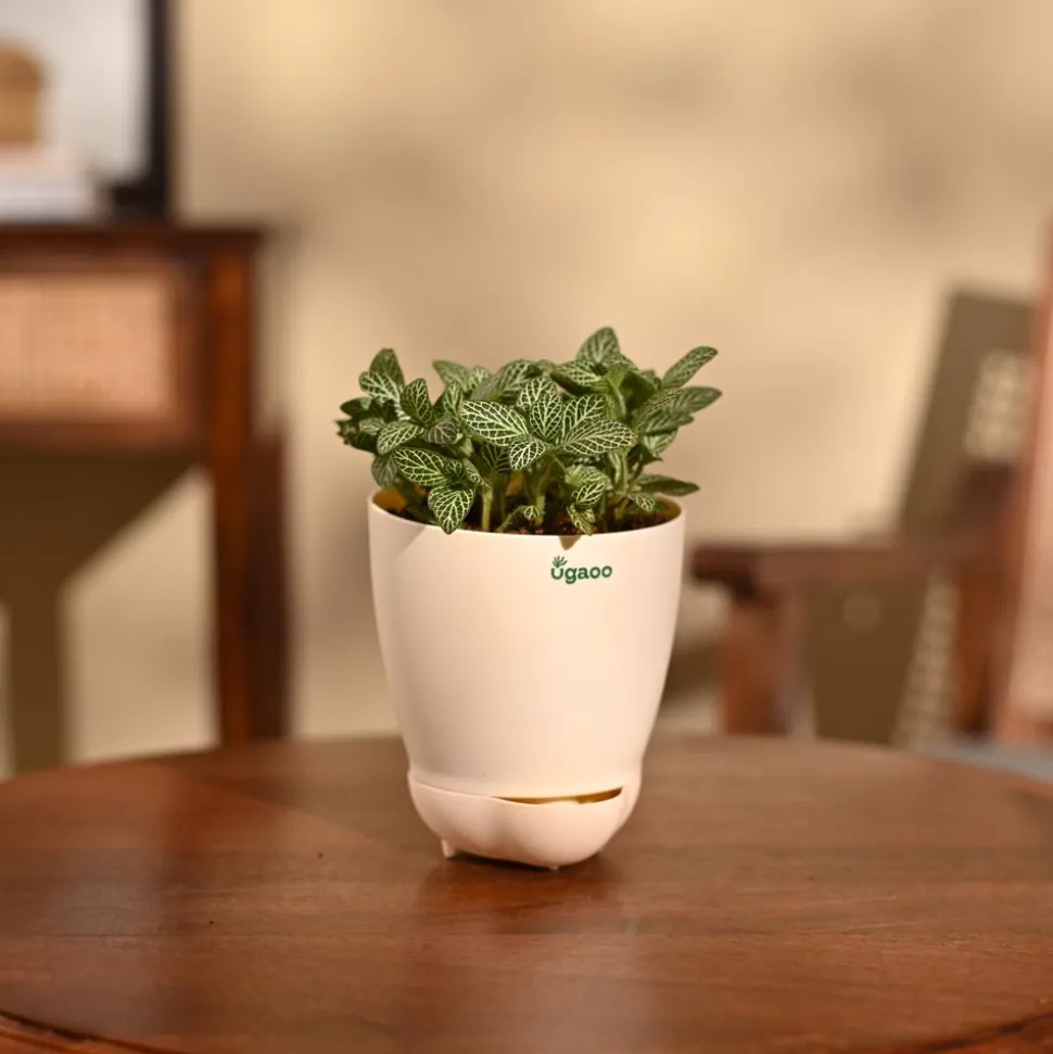 Fittonia Green Plant (Nerve Plant)