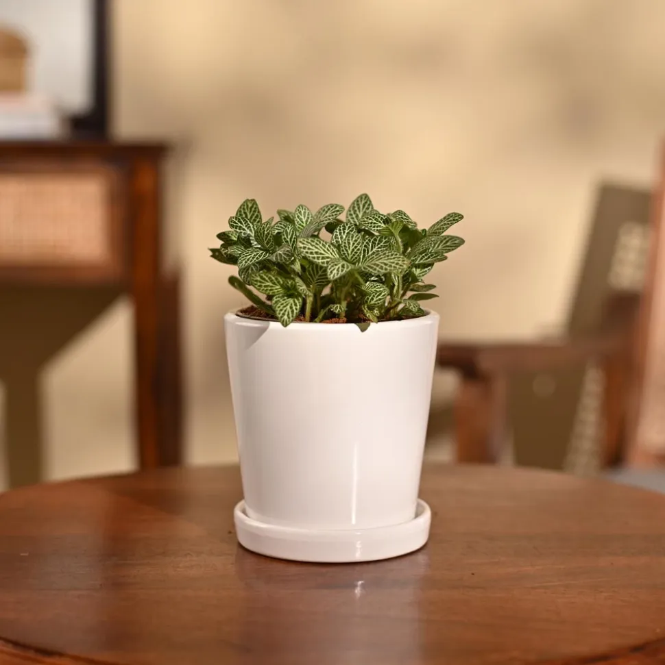 Fittonia Green Plant (Nerve Plant)