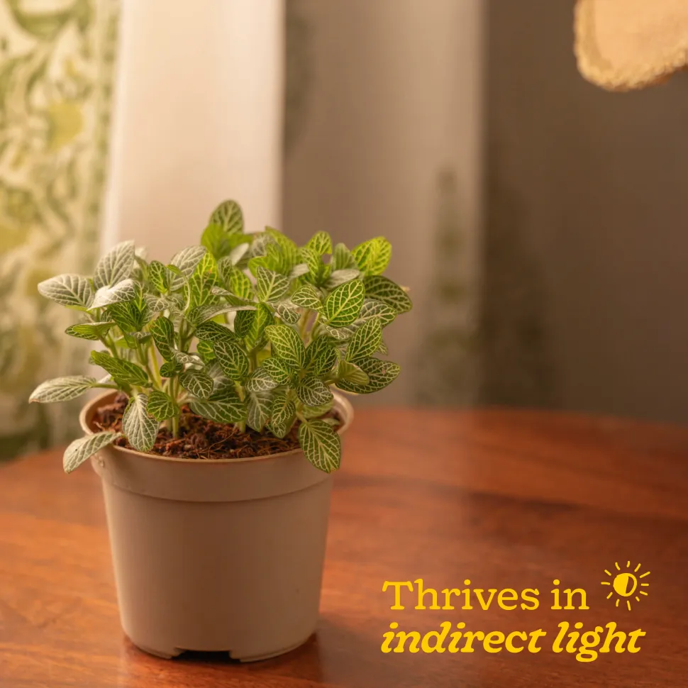 Fittonia Green Plant (Nerve Plant)