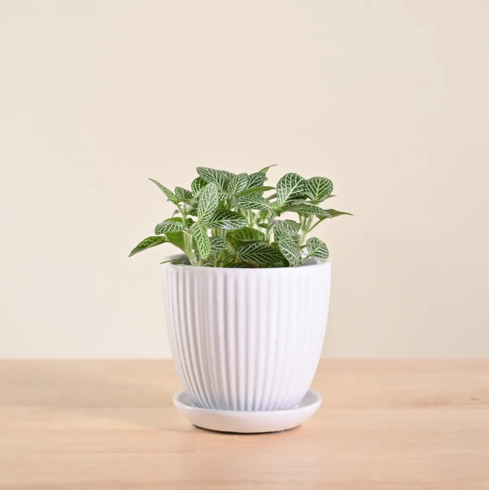 Fittonia Green Plant (Nerve Plant)