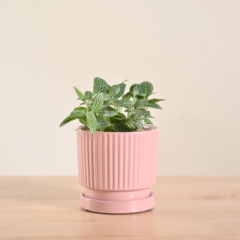 Fittonia Green Plant (Nerve Plant)