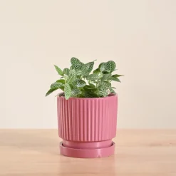Fittonia Green Plant (Nerve Plant)