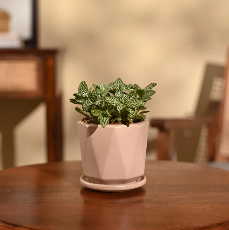 Fittonia Green Plant (Nerve Plant)